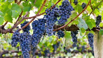 Botrytisstrategien für einen erfolgreichen Weinbau